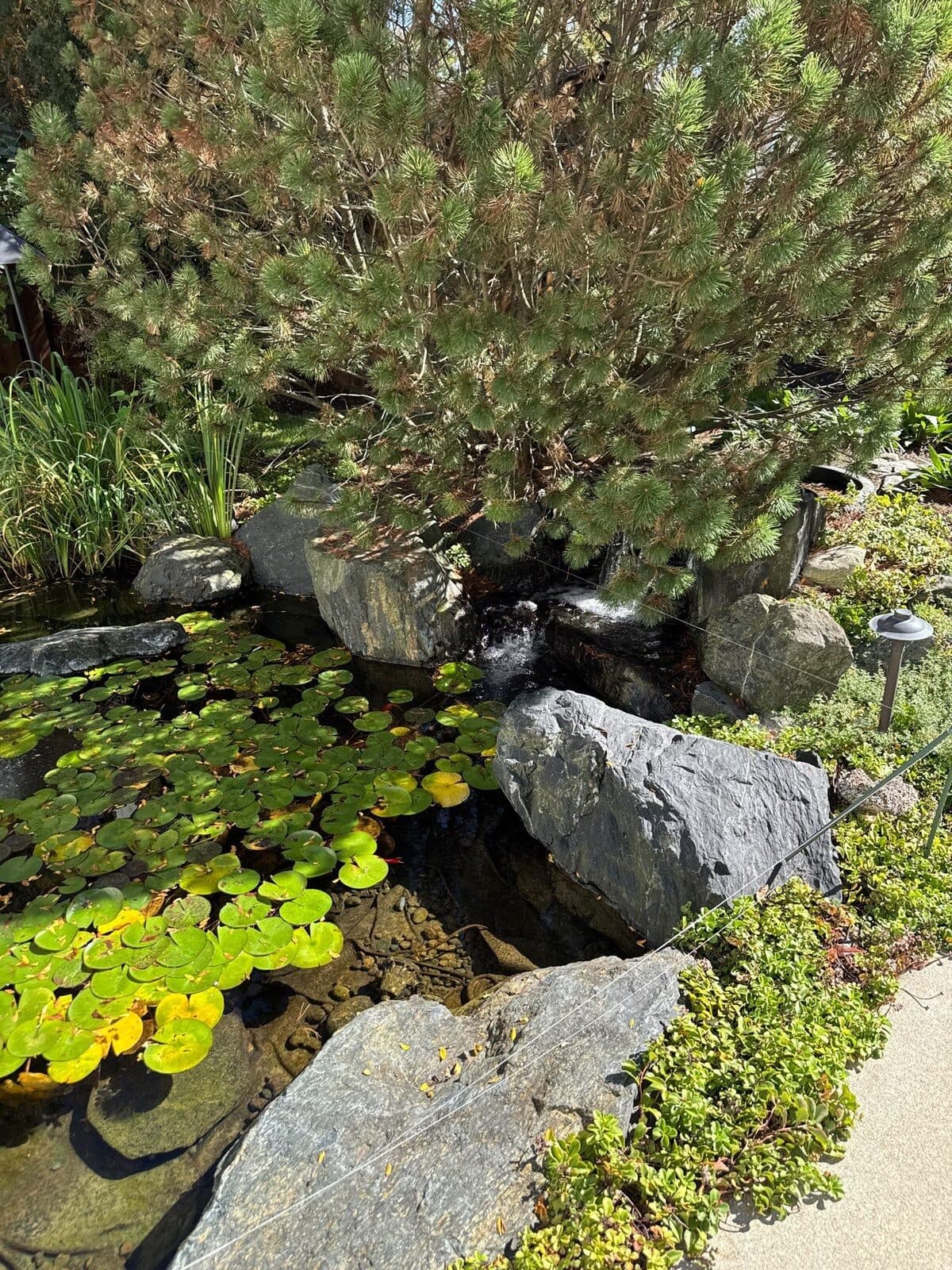 Koi Ponds