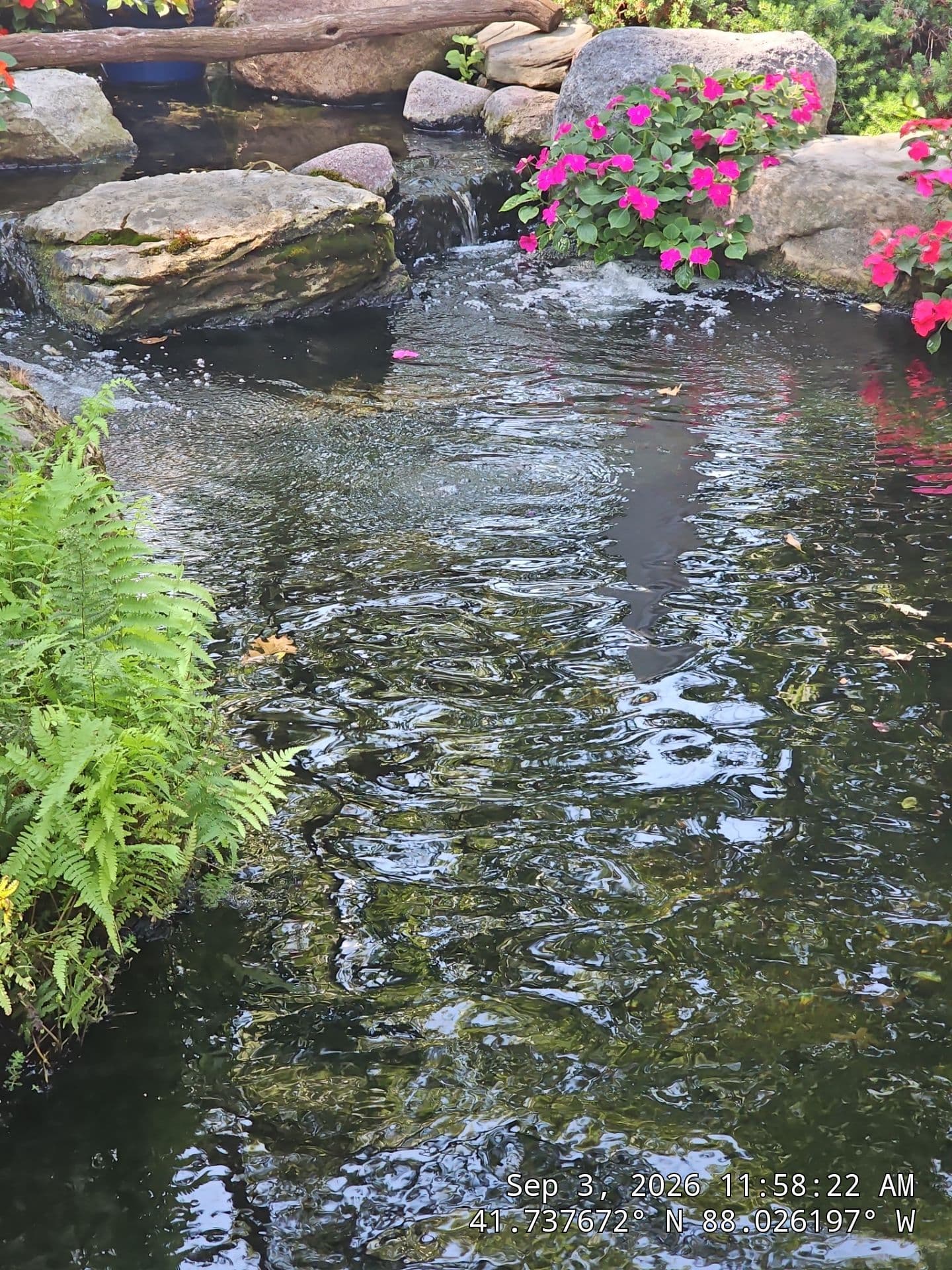 Reflections Water Gardens project 2