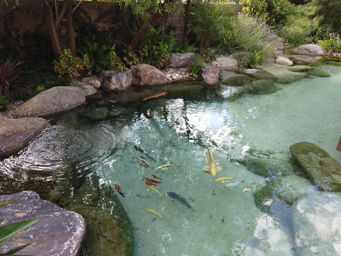 Koi Ponds