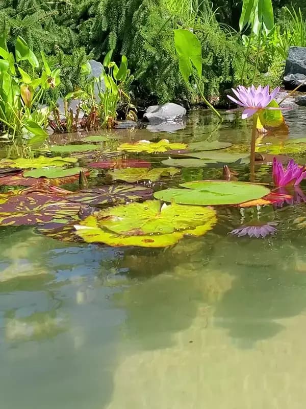 Koi Ponds