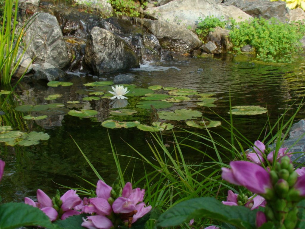 DSC07268 Reflections Water Gardens