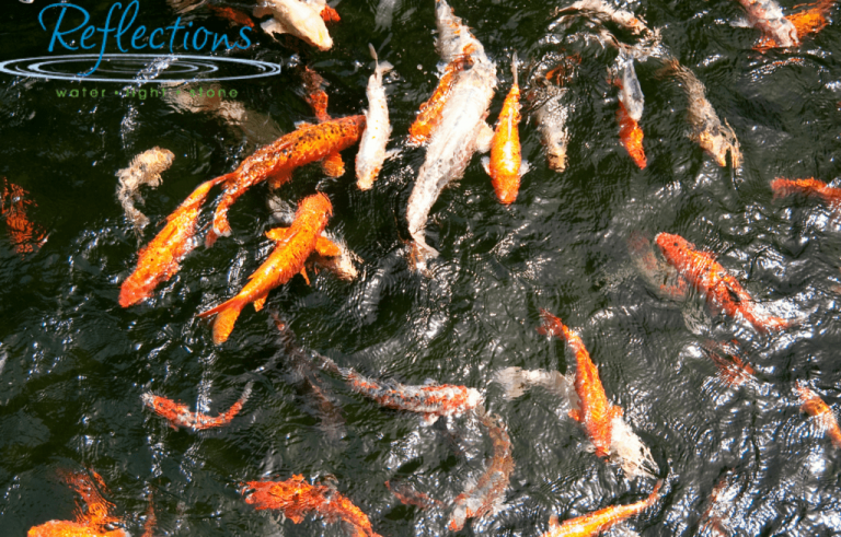 9 Things Koi Owners Didn’t Know They Needed - Reflections Water Gardens
