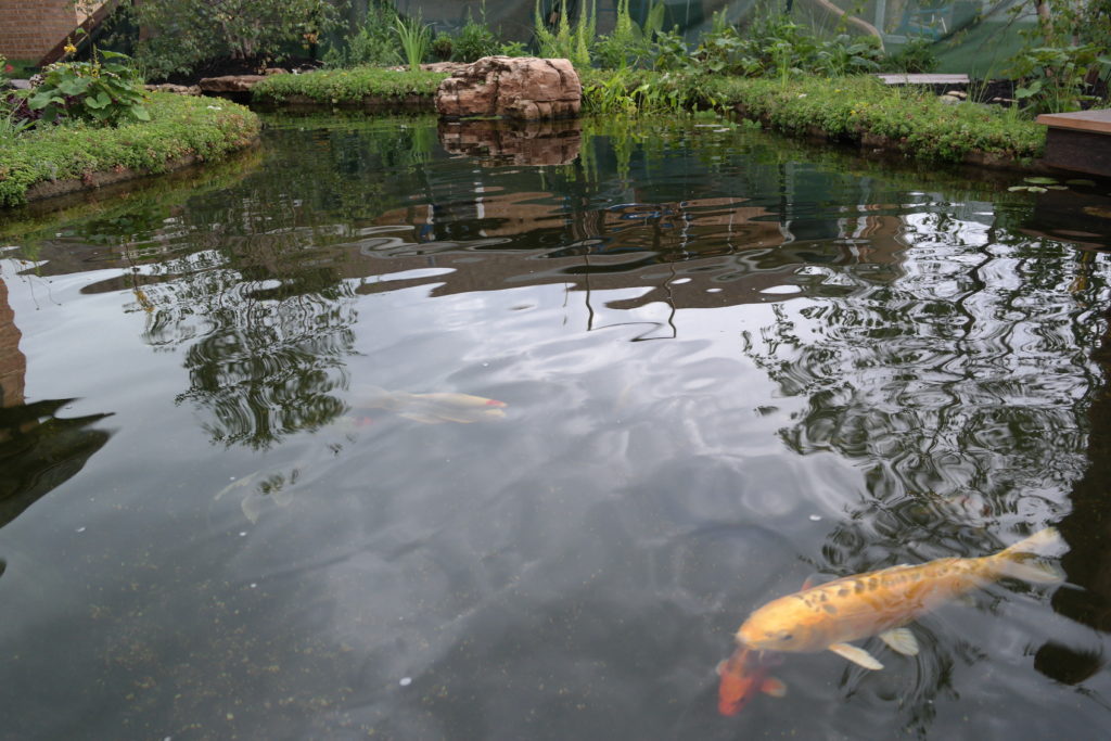 Protecting Your Koi Pond in the Winter Reflections Water Gardens