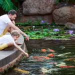 Koi Pond - Reflections Water Gardens