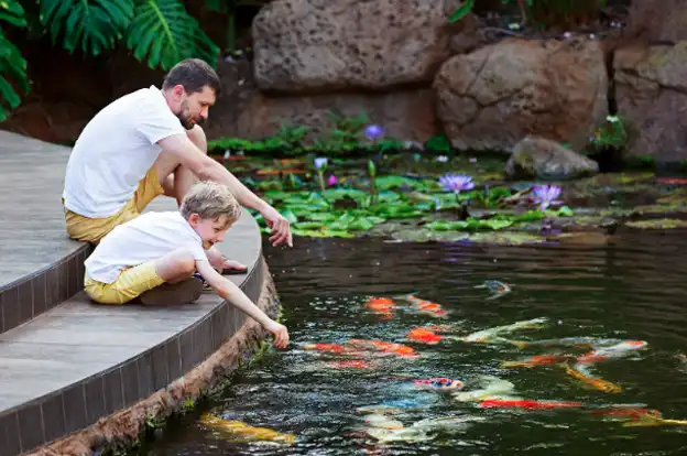 How To Maintain A Koi Pond So It Stays Beautiful