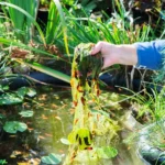Natural Swimming Pool - Reflections Water Gardens