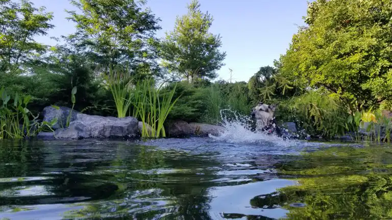 Natural Pool Designs, Backyard Natural Swimming Pools | Reflections Water Gardens