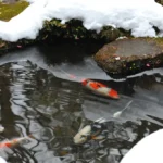 Koi fish pond | Reflections Water Gardens
