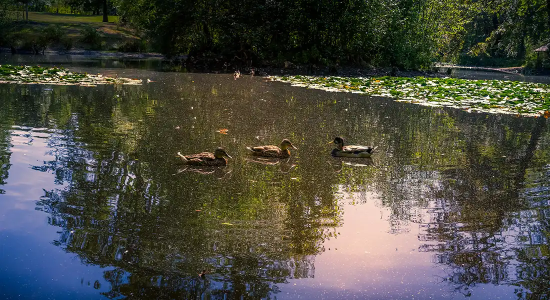 anti-algae plants for natural swimming pools