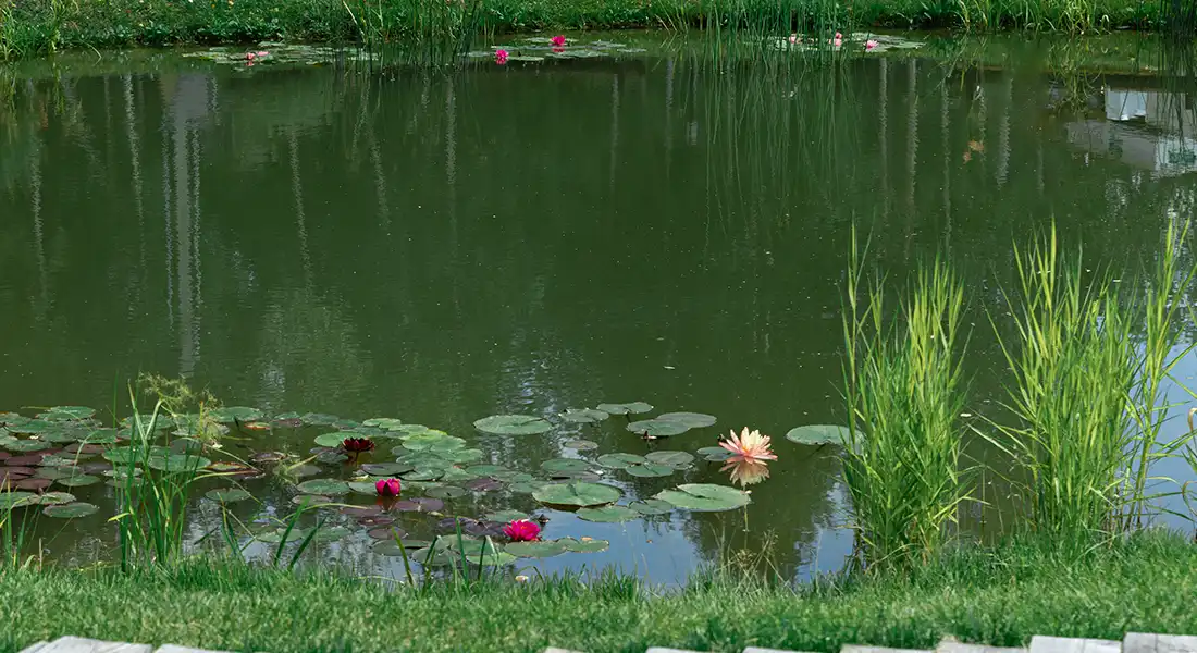natural ways to keep pond water clear